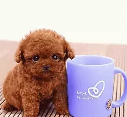 小型犬智商排名适合家庭饲养的小型犬