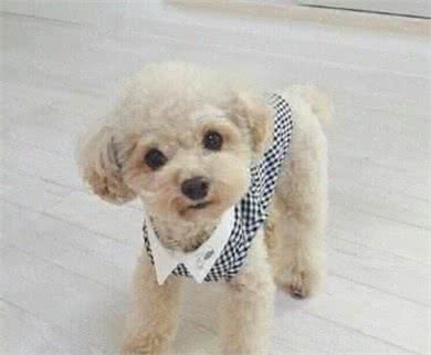 泰迪犬为什么会褪色?