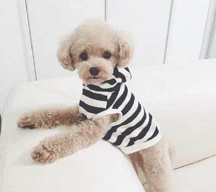 泰迪犬为什么会褪色?