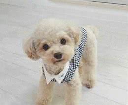 泰迪犬为什么会褪色?
