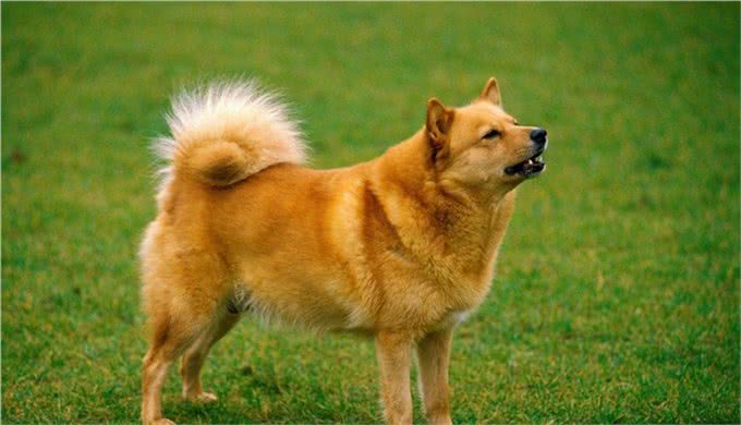 波利犬适合的饲养不是随随便便选择的
