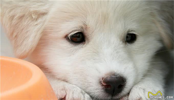 波利犬适合的饲养不是随随便便选择的