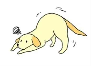 三种狗狗生病前兆