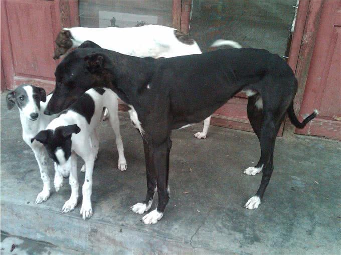 中国有些家犬品种，其实是世界上最古老、也是最稀少的品种