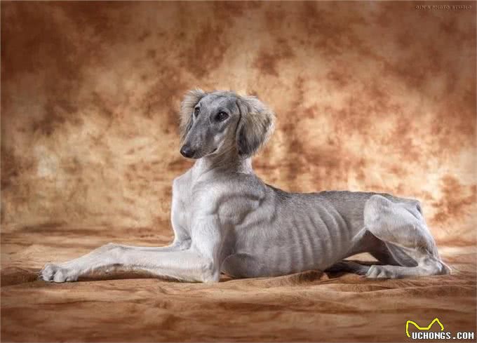 中国有些家犬品种，其实是世界上最古老、也是最稀少的品种