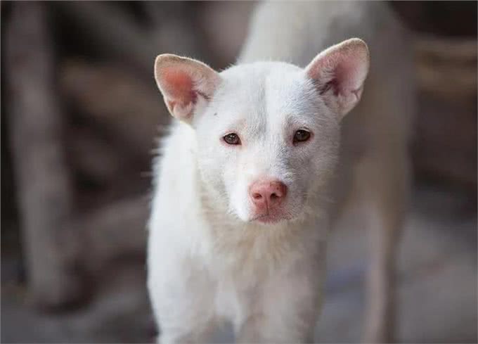 中国有些家犬品种，其实是世界上最古老、也是最稀少的品种