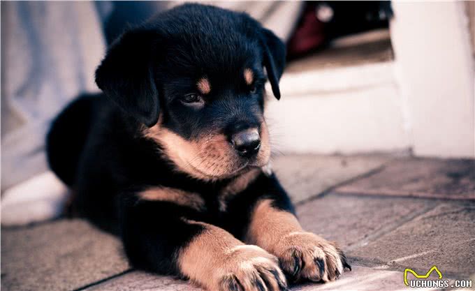 罗威纳犬价格是多少