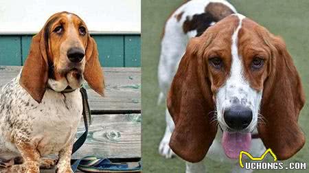 巴吉度犬掉毛不严重这样打理没烦恼