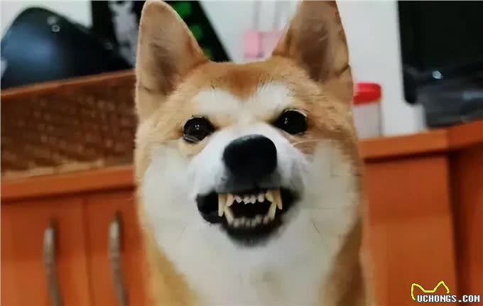 养狗久了就知道，原来狗狗的这些行为是在保护你