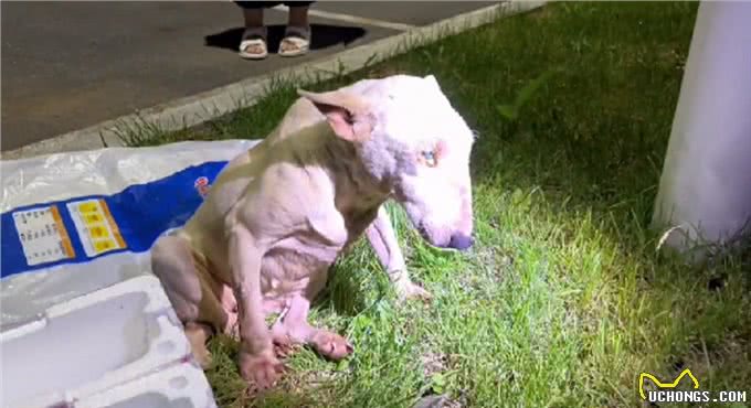 疑似繁殖犬的牛头梗，不论它有多温顺，当它失去价值就没人爱它了