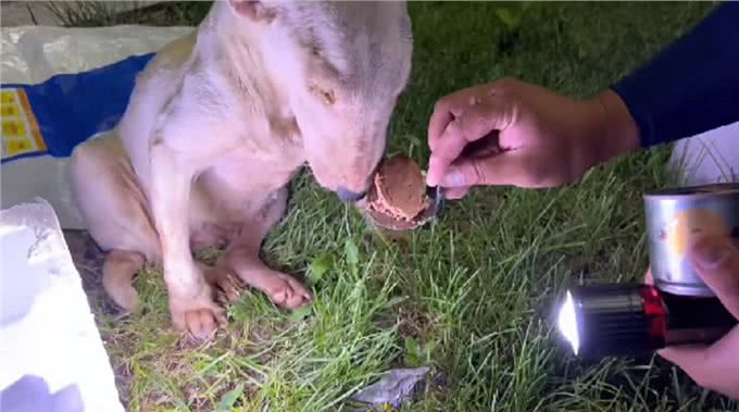 疑似繁殖犬的牛头梗，不论它有多温顺，当它失去价值就没人爱它了