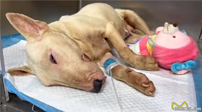 疑似繁殖犬的牛头梗，不论它有多温顺，当它失去价值就没人爱它了
