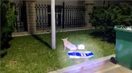 疑似繁殖犬的牛头梗，不论它有多温顺，当它失去价值就没人爱它了