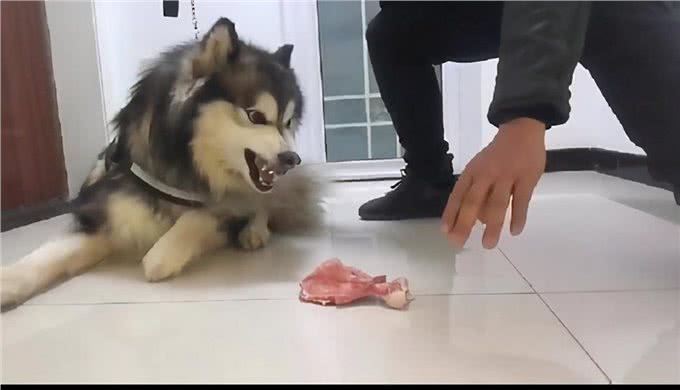 狗狗为什么会护食?有这几个原因