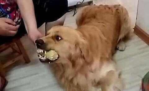 狗狗为什么会护食?有这几个原因