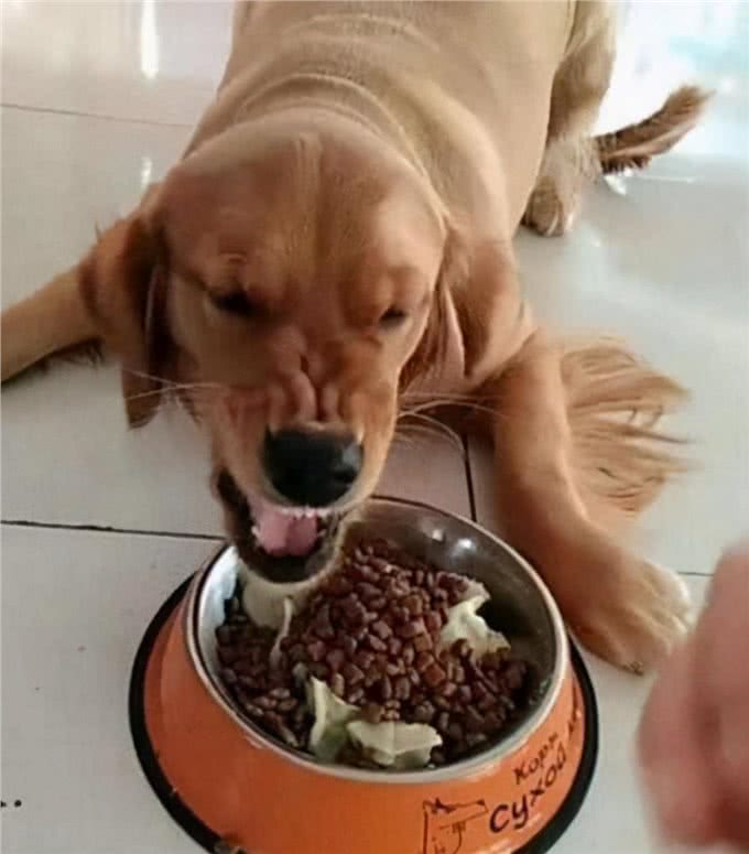 狗狗为什么会护食?有这几个原因