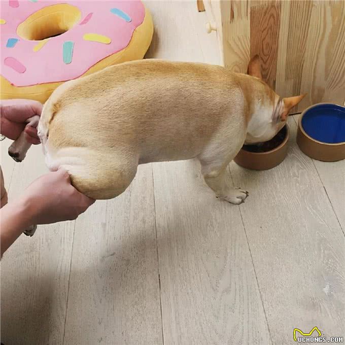 狗狗为什么会护食?有这几个原因