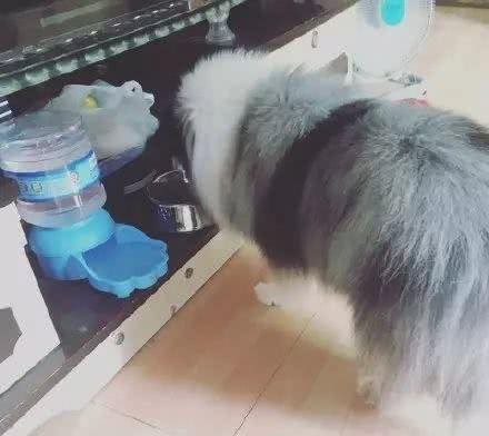 饲养喜乐蒂的四个小常识你知道哪几个?