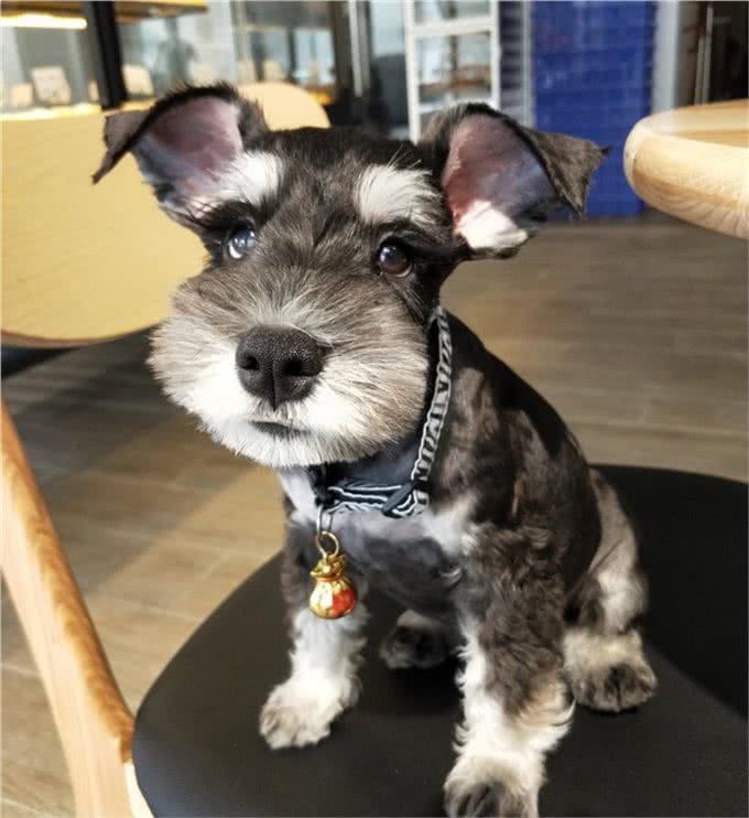 给狗狗穿衣服，到底好不好?
