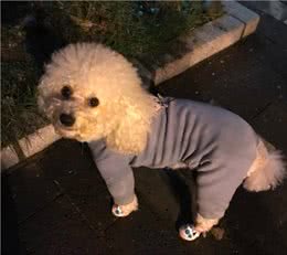 给狗狗穿衣服，到底好不好?