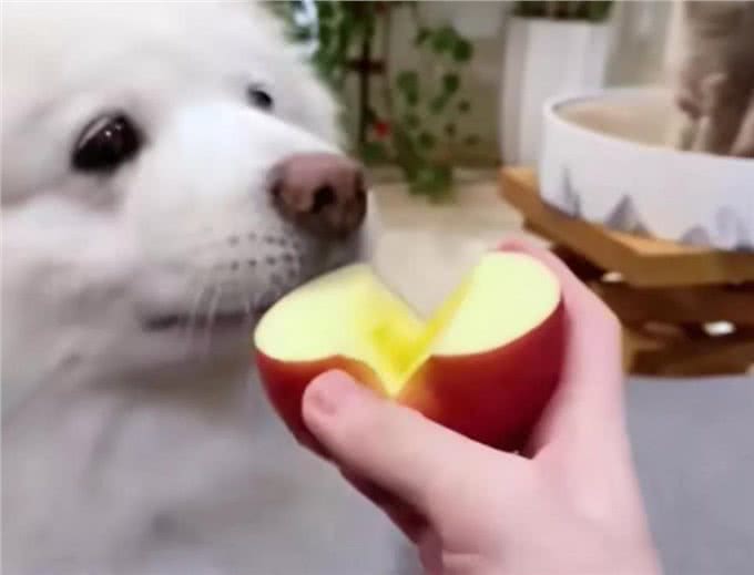 狗狗必吃的食物