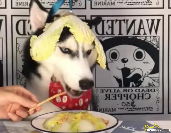 狗狗必吃的食物
