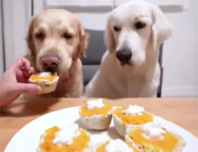 狗狗必吃的食物