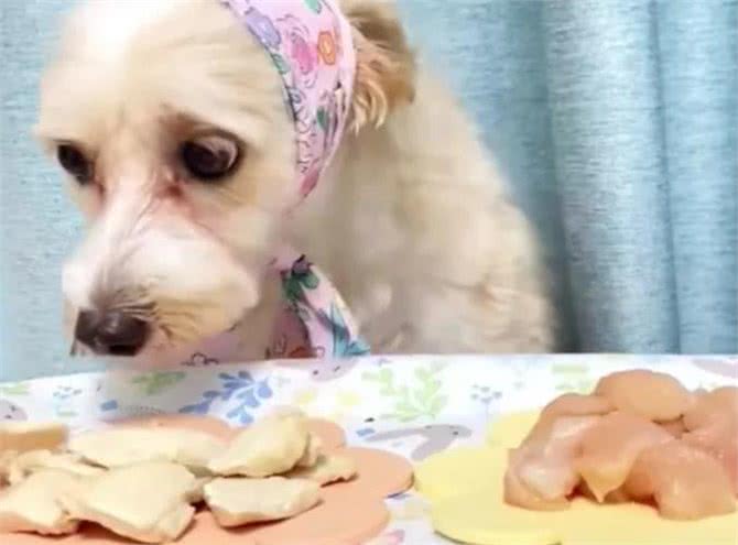 狗狗必吃的食物