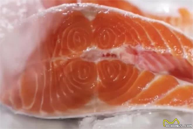 狗狗必吃的食物