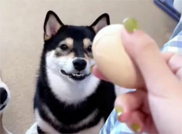 狗狗必吃的食物
