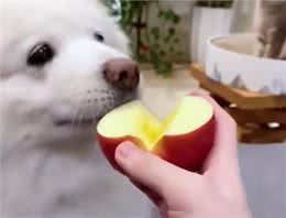 狗狗必吃的食物