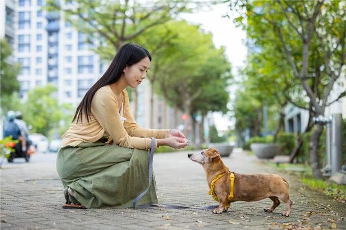 什么?养狗后主人容易生病?为什么养狗之后主人容易生病