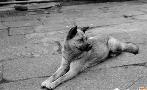 10大凶猛的中国土狗品种，最后一种最珍贵!