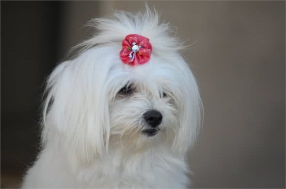 西施犬多年不孕,是怎么回事呢?要怎么调理呢?
