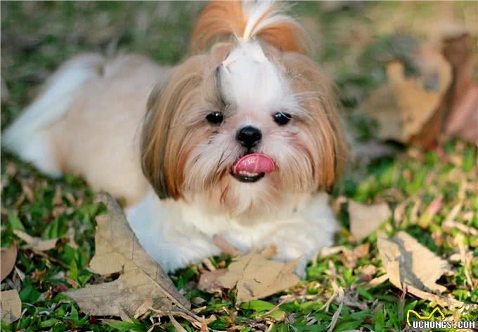 西施犬多年不孕,是怎么回事呢?要怎么调理呢?