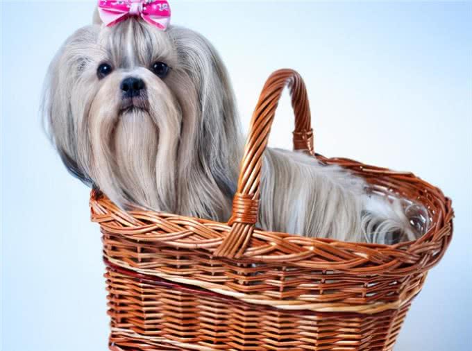 西施犬多年不孕,是怎么回事呢?要怎么调理呢?