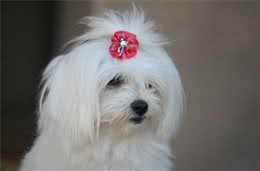 西施犬多年不孕，是怎么回事呢?要怎么调理呢?