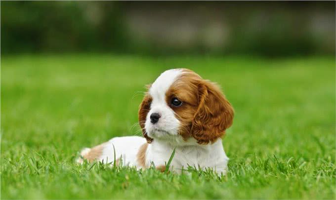 10种最受欢迎的小型犬(看看有没有你偏爱的)