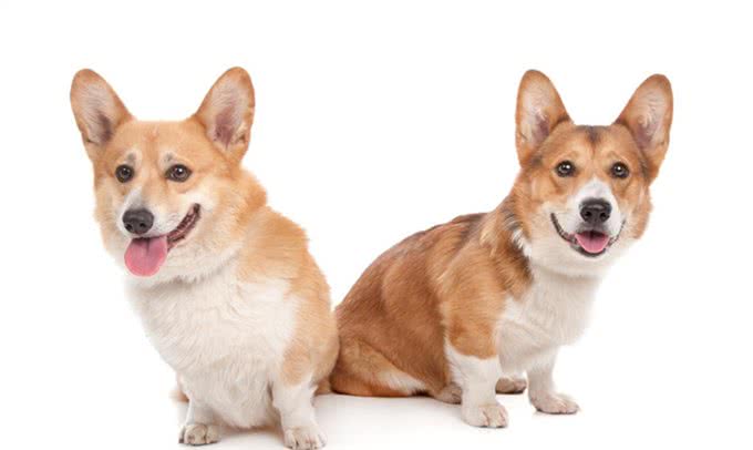 10种最受欢迎的小型犬(看看有没有你偏爱的)