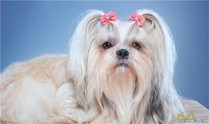 10种最受欢迎的小型犬(看看有没有你偏爱的)