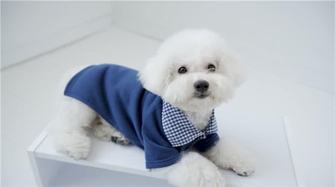 10种最受欢迎的小型犬(看看有没有你偏爱的)