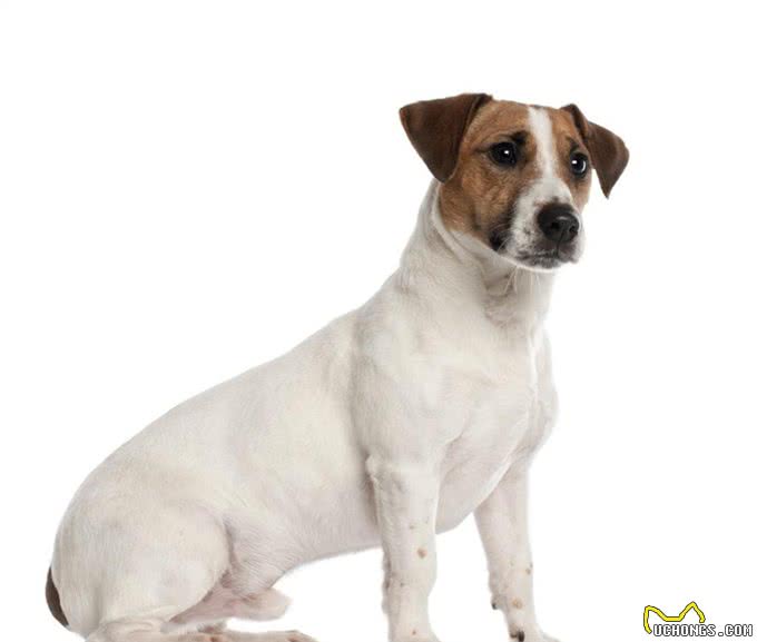 10种最受欢迎的小型犬(看看有没有你偏爱的)