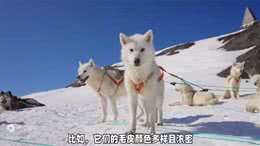 爱斯基摩犬的小知识