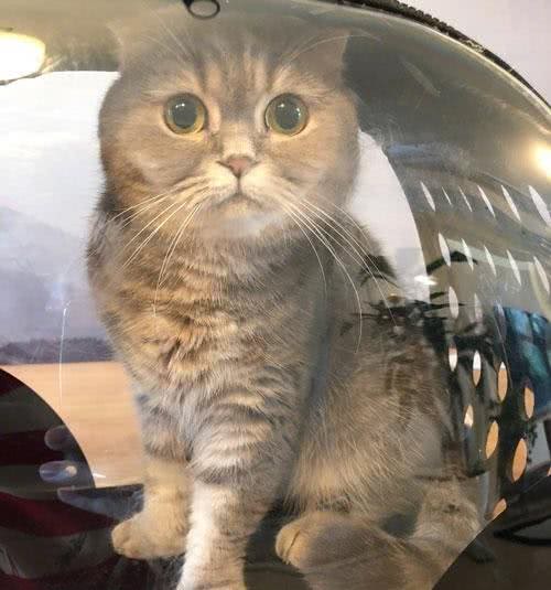 猫咪去打疫苗，狗狗前来送行，是真情还是假意，主人一试便知