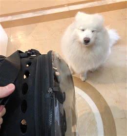 猫咪去打疫苗，狗狗前来送行，是真情还是假意，主人一试便知