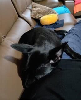土狗拆家被抓现行，躲进沙发底屁股还被卡住，主人：准备烤乳狗了