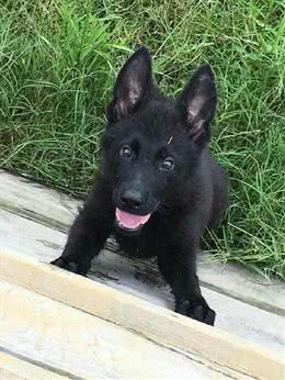 心仪已久的一种大型犬，超级喜欢，你见过没有