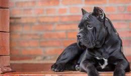 这些优秀的护卫犬，哪种是你的菜?