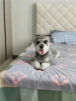狗频繁呕吐可能并不是肠胃炎