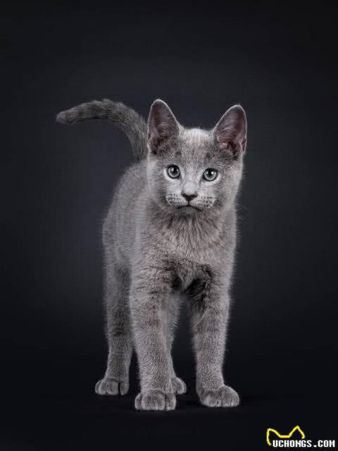 这么多猫咪品种:有你家的小可爱吗?